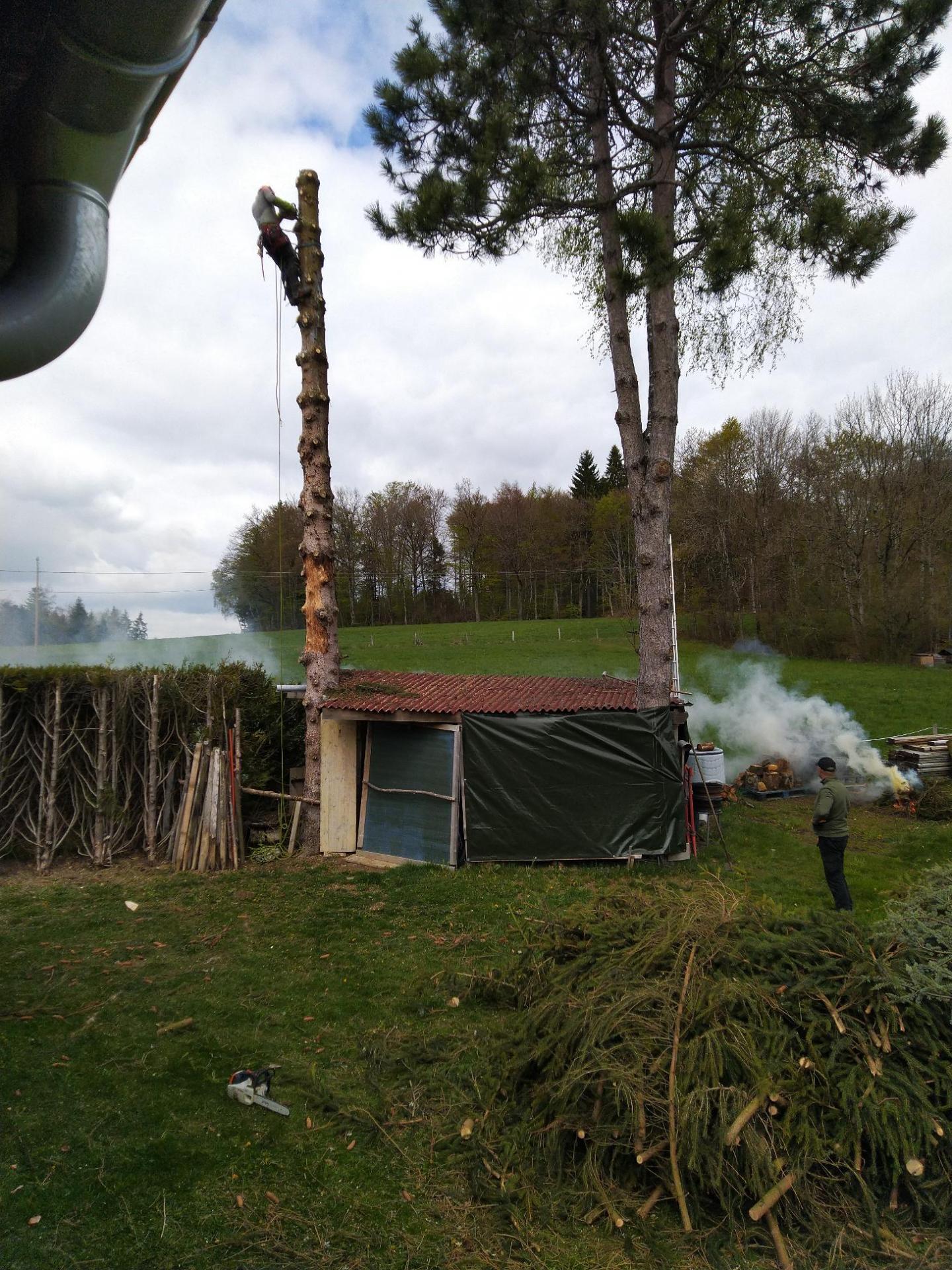 Démontage d'un épicéa suite à une attaque de bostryche