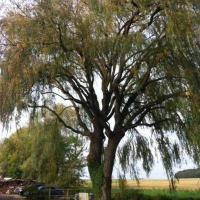 Saule pleureur