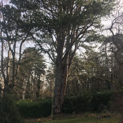 Echenillage