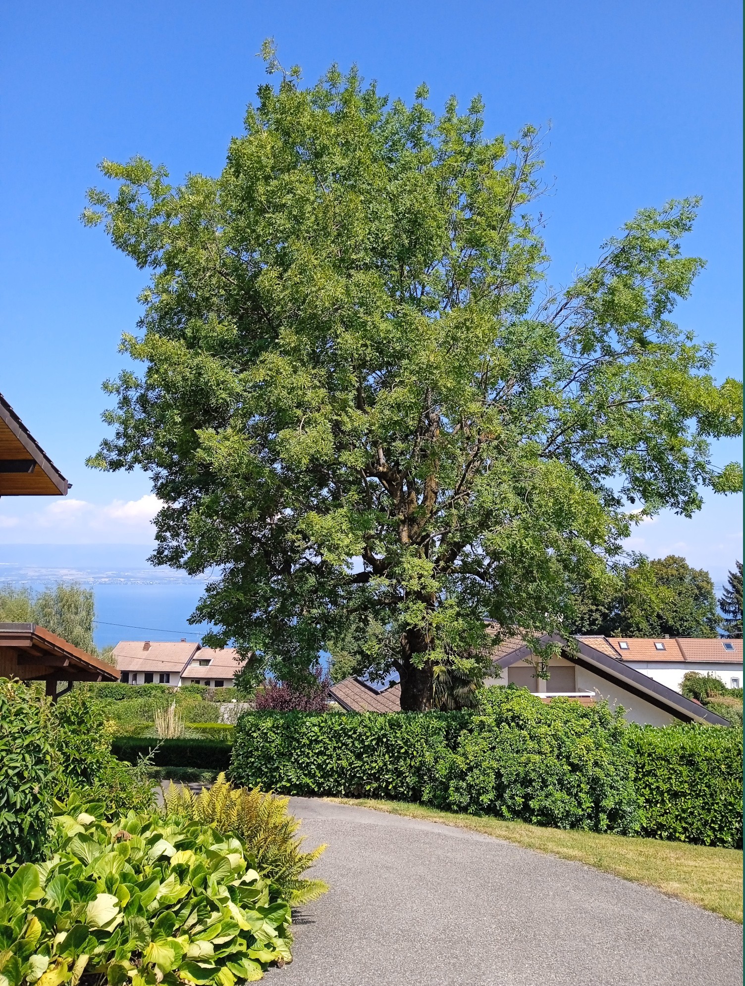 1b. Taille vert d'un Frêne
