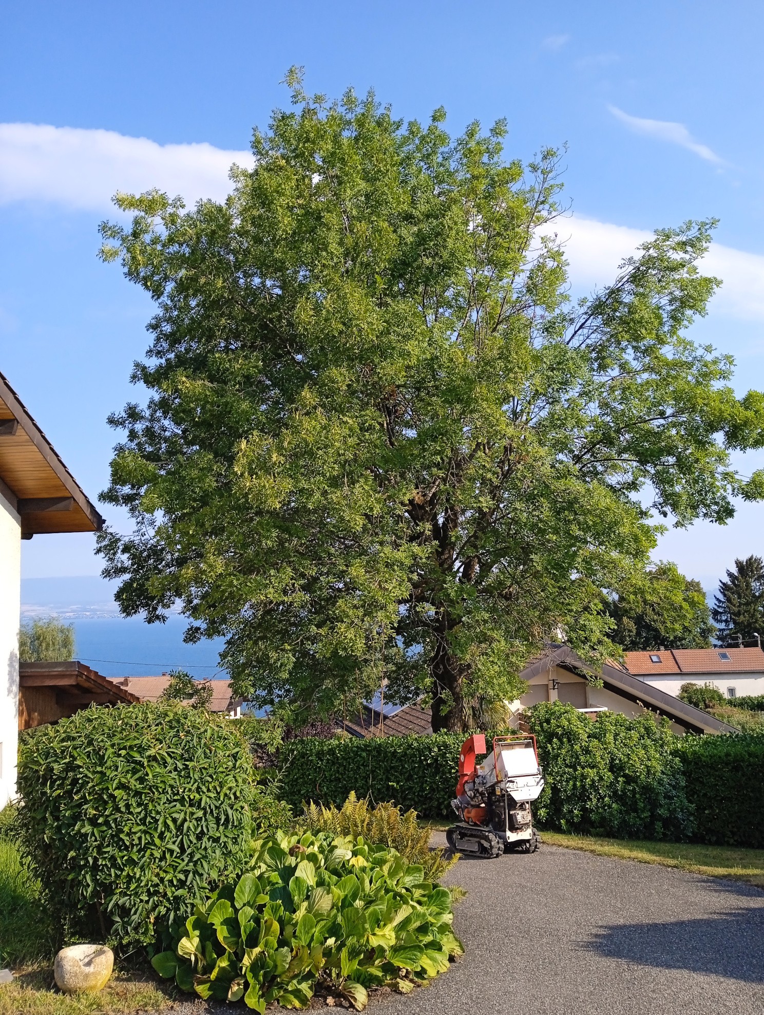 1a. Taille vert d'un Frêne