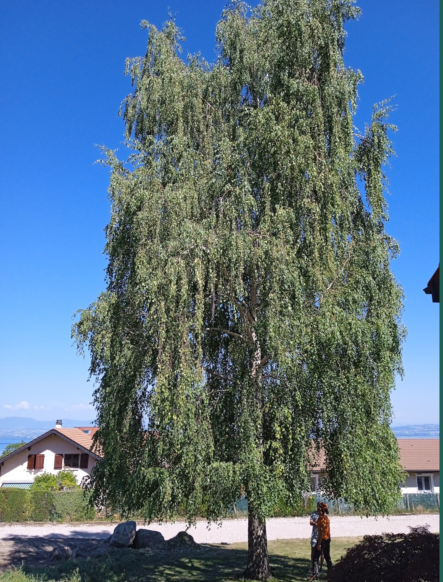 2b. Taille vert d'un bouleau