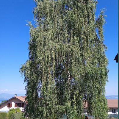 Taille raisonnée