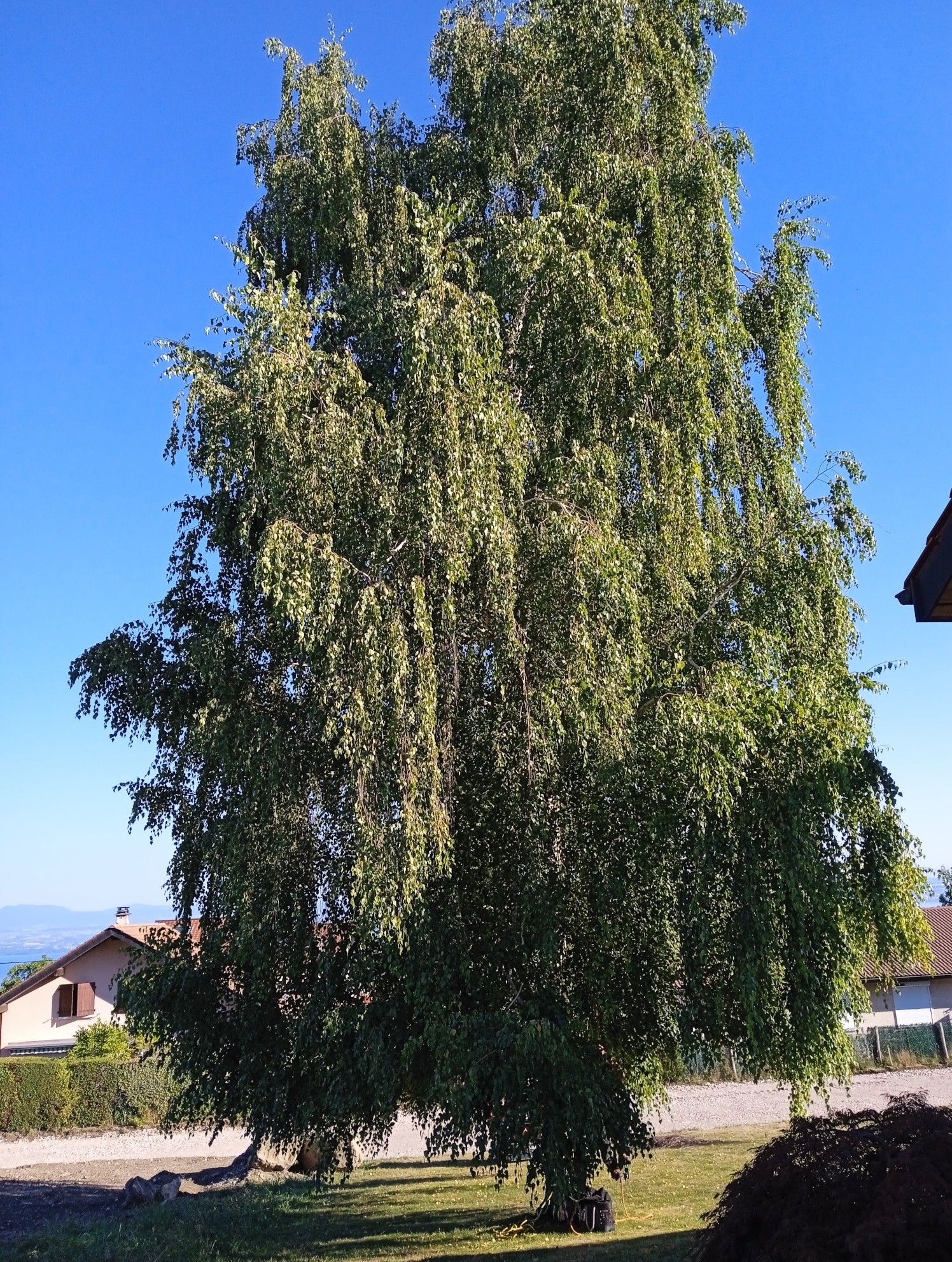 2a. Taille vert d'un bouleau