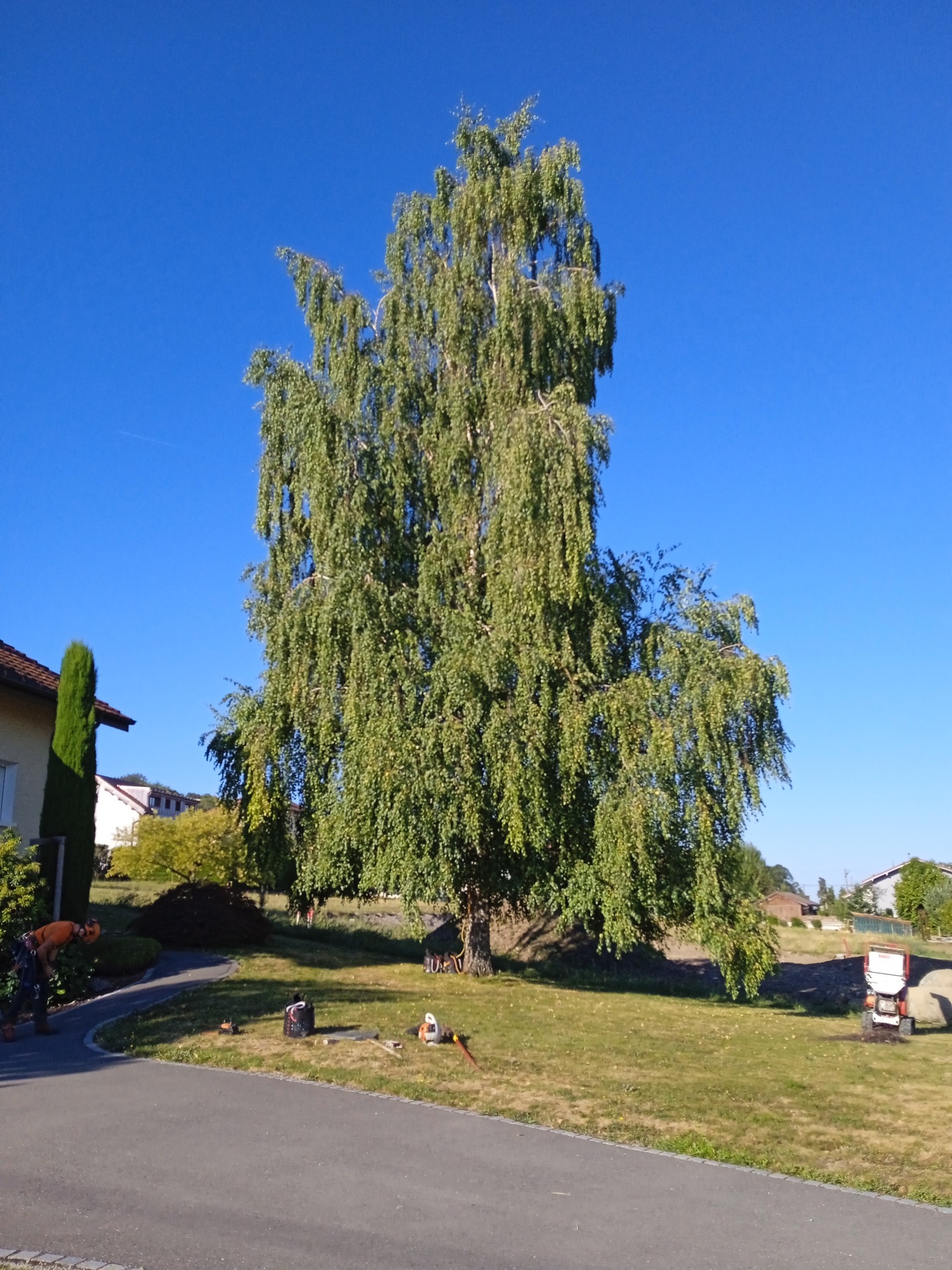 2c. Taille vert d'un bouleau