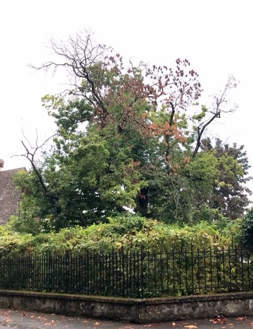 8a. Châtaignier avant intervention 