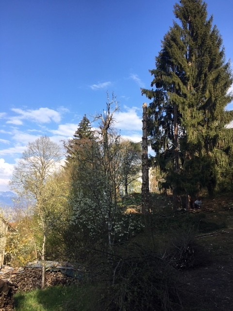 4a. Arbre à abattre et démonter