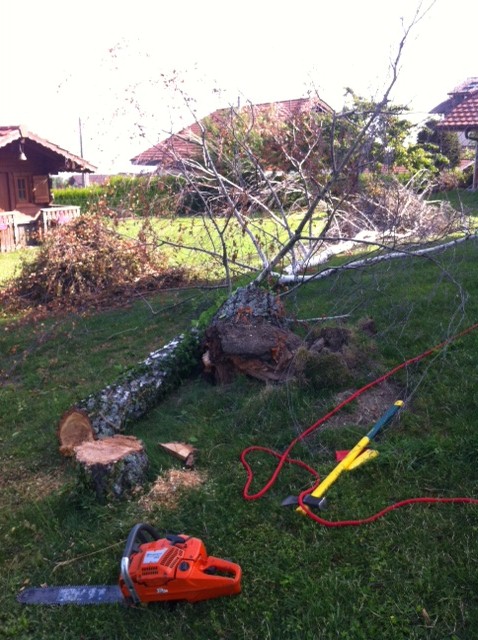 1b. Abattage dirigé de l'arbre mort